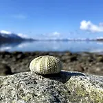 Sjelefred - Ocean * Sortland
