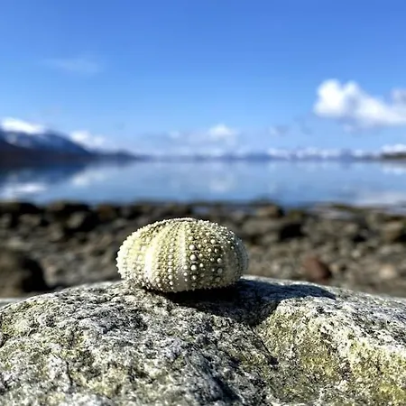 Sjelefred - Ocean * Sortland